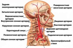 Схема сосудов головного мозга
