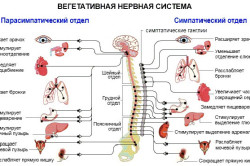 Вегетативная нервная система